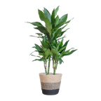 Dracaena Janet Lindt mit Korb Lissabon schwarz - 95cm - Ø21