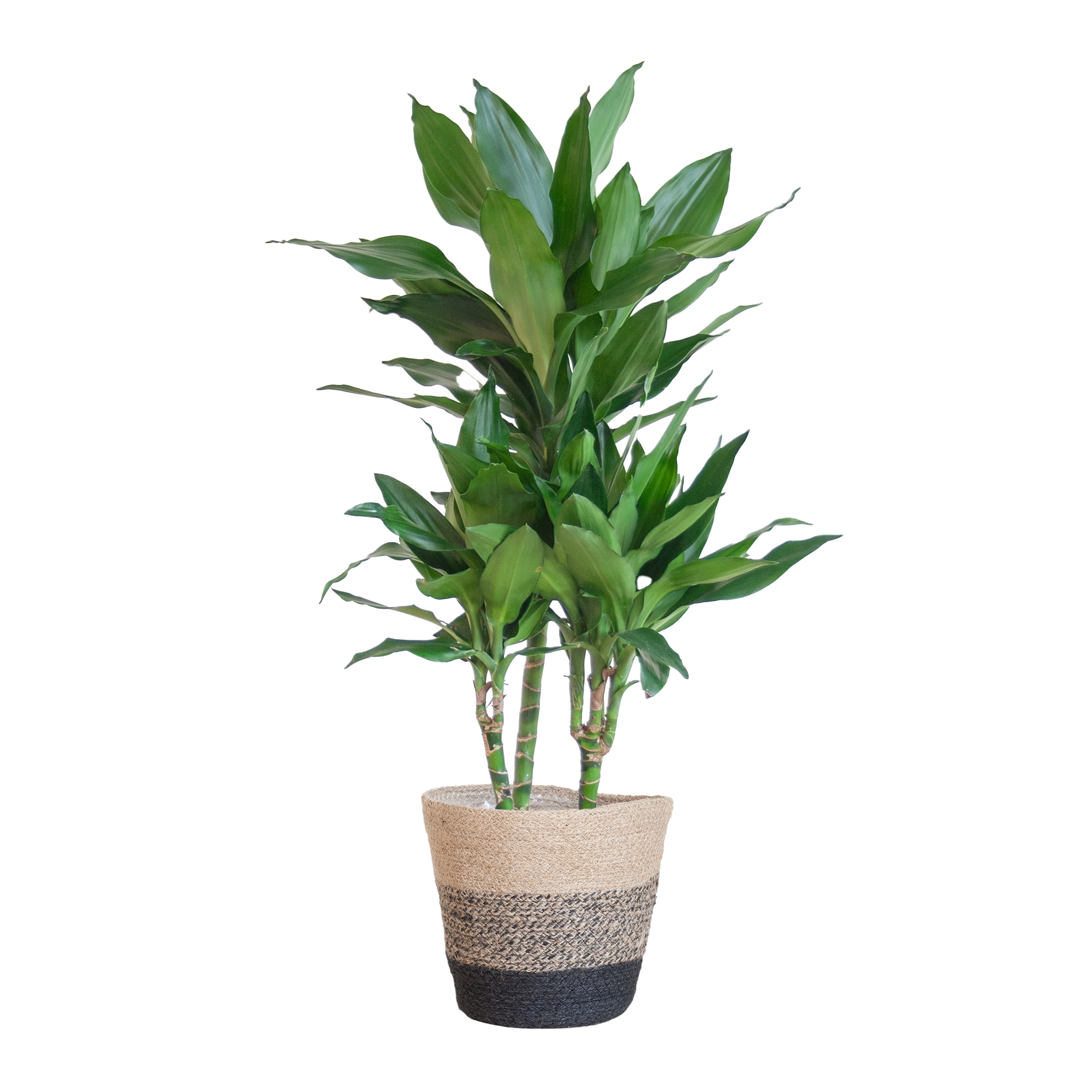 Dracaena Janet Lindt mit Korb Lissabon schwarz - 95cm - Ø21