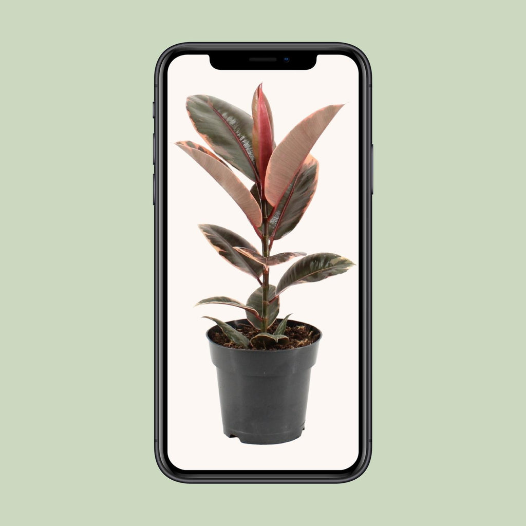 Ficus Elastica Belize - Ø17cm - ↕55cm