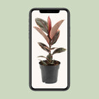 Ficus Elastica Belize - Ø17cm - ↕55cm