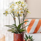 Orchidées Kolibri | Orchidée phalaenopsis blanche, pot de 9 cm de diamètre | Lausanne | Plante d'intérieur fleurie - fraîchement cueillie