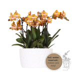 Kolibri Orchids | oranje orchideeënset in Honey dish incl. waterreservoir | drie oranje orchideeën Las Vegas12cm | Mono Bouquet wit met zelfvoorzienend waterreservoir