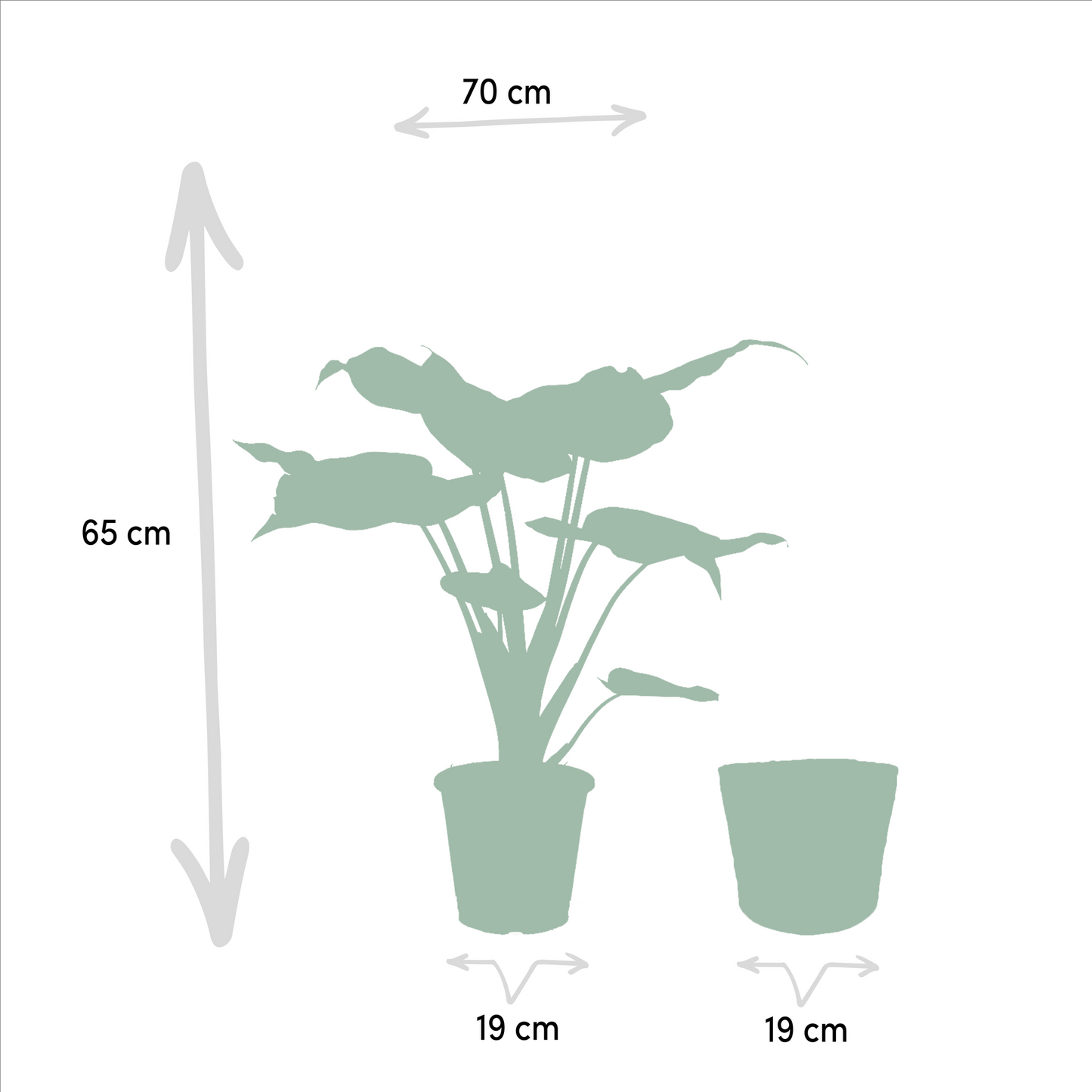Alocasia Cucullata - Ø19cm - ↕60cm + Alocasia Lauterbachiana - Ø19cm - ↕75cm + Korb Selin