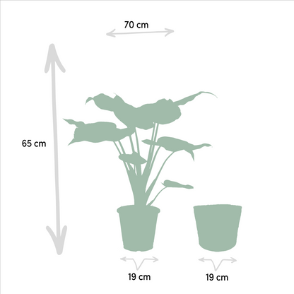 Alocasia Cucullata - Ø19cm - ↕60cm + Alocasia Lauterbachiana - Ø19cm - ↕75cm + Korb Selin
