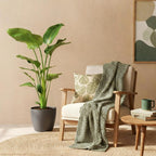 Green BoutiQ - Kamerplanten - Strelitzia Nicolai - Paradijsvogelbloem - Weinig onderhoud - Groen - 1 Plant - met Potter Grijs - Pot 21cm - Hoogte 110-120cm