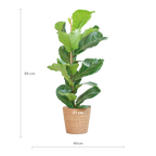 Ficus Lyrata met Mand Sofia naturel - 80cm - Ø21