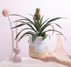 Ananas Rosita Gift "To Adore" WITH GREETING CARD! - Ø12cm - ↕35cm