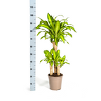 Dracaena Fragrans Massangeana met mand Ø21cm - ↕90 - 110cm
