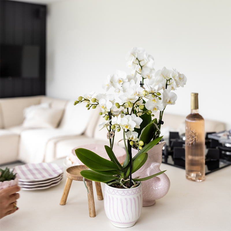 Orchidées Kolibri | Coffret cadeau Granada rose | Plante verte avec orchidée Phalaenopsis rose dans des pots décoratifs Granada sur un plateau rose bio