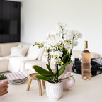 Orchidées Kolibri | Coffret cadeau Granada rose | Plante verte avec orchidée Phalaenopsis rose dans des pots décoratifs Granada sur un plateau rose bio