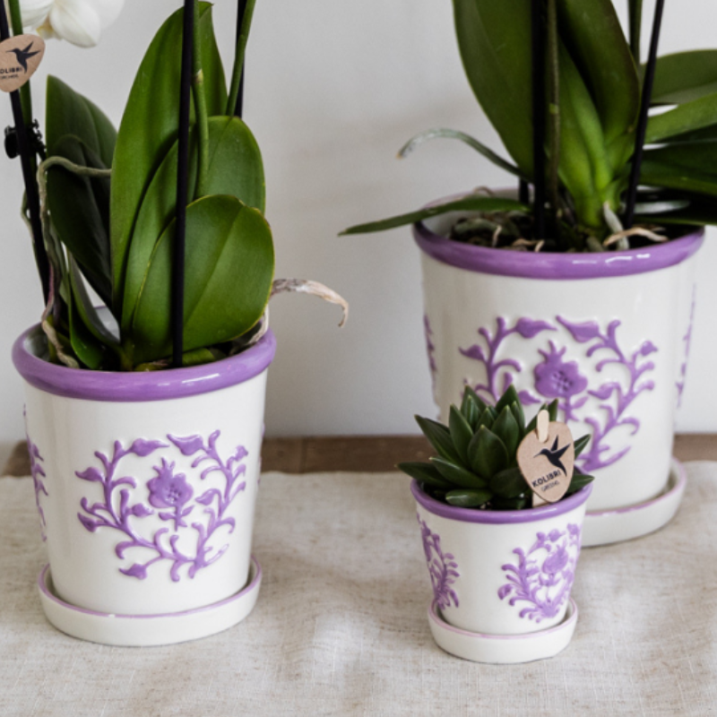 Kolibri Orchids | Paarse orchidee Vienna + Malaga sierpot Lila - potmaat Ø9cm | bloeiende kamerplant - vers van de kweker