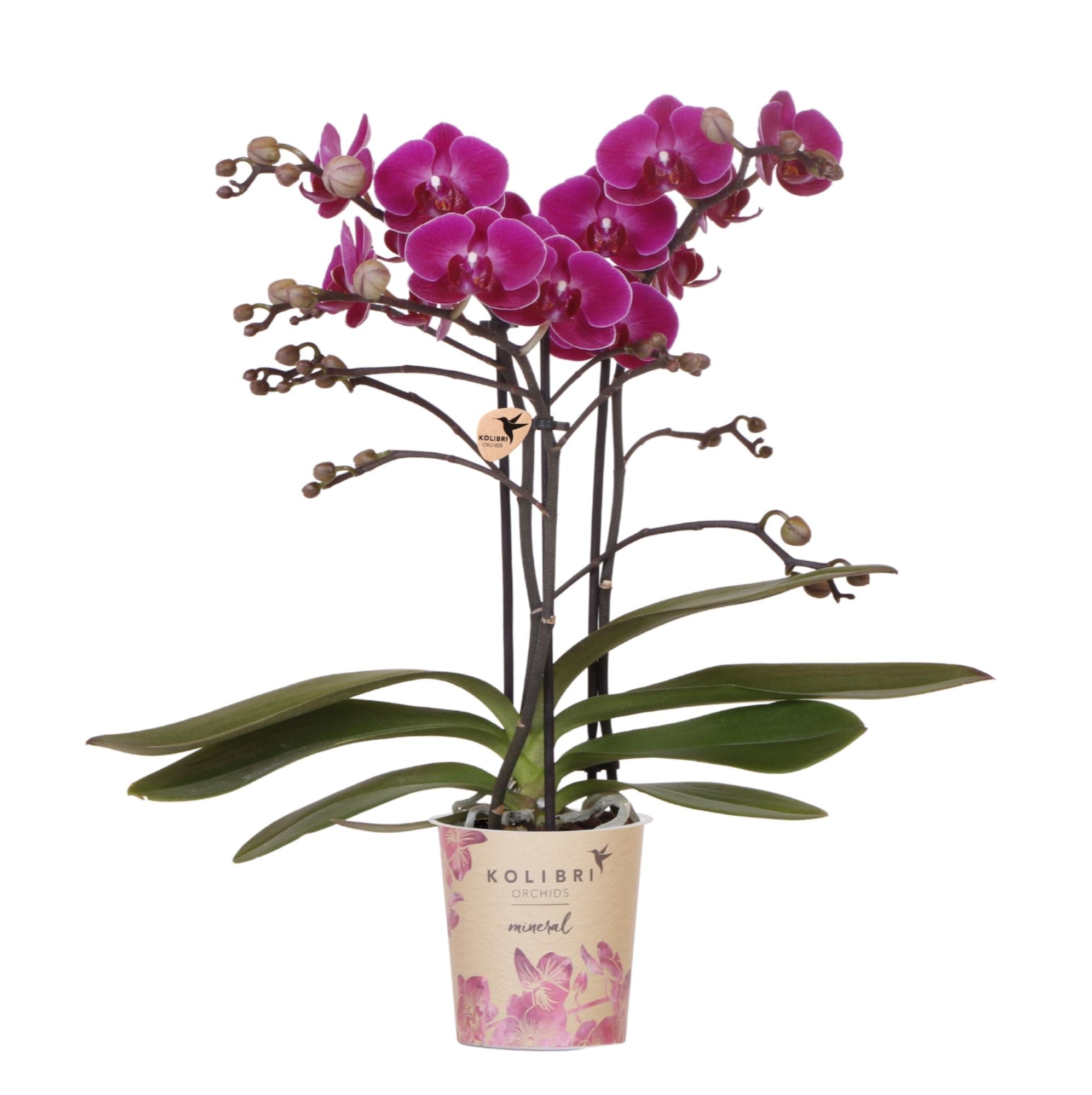 Orchidées Kolibri | Orchidée phalaenopsis violette, pot de 9 cm de diamètre | Morelia | Plante d'intérieur fleurie - fraîchement cueillie