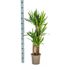 Yucca Elephantipes Ø21cm - ↕90 - 110cm