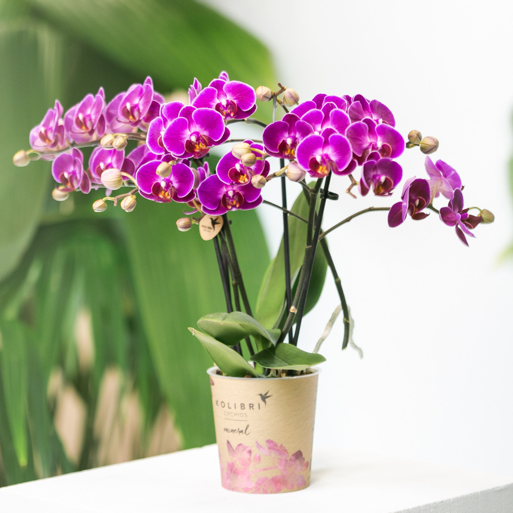 Orchidées Kolibri | Orchidée phalaenopsis violette, pot de 9 cm de diamètre | Morelia | Plante d'intérieur fleurie - fraîchement cueillie