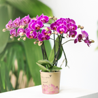Orchidées Kolibri | Orchidée phalaenopsis violette, pot de 9 cm de diamètre | Morelia | Plante d'intérieur fleurie - fraîchement cueillie