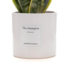 Sansevieria Geschenk „Der Champion“ MIT GRUßKARTE! - Ø12cm - ↕30cm