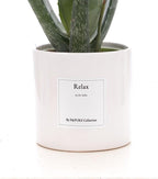 Aloe Vera Gift "Relax" WITH GREETING CARD! - Ø12cm - ↕40cm