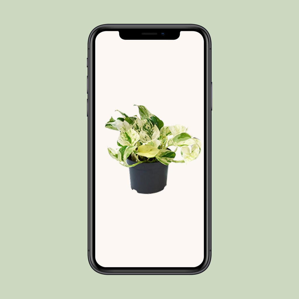 PROMO - Epipremnum Happy Leaf - Scindapsus - Ø12cm - ↕15cm