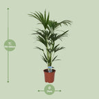 Howea forsteriana - Ø21cm - ↕120cm - Ø21 - ↨120cm