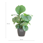 Calathea Orbifolia met Viber grijs - 65cm - Ø21