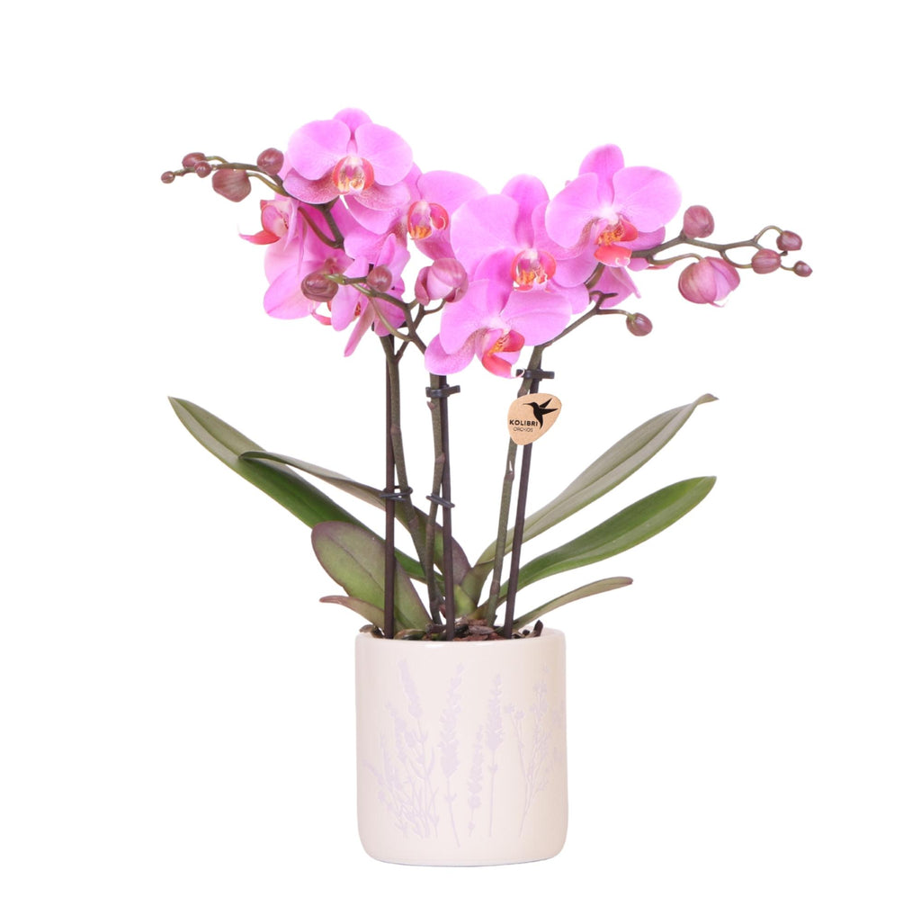 Kolibri-Orchideen | Dunkelrosa Orchidee Frederikstad + Lavendelfarbener Blumentopf – Topfgröße Ø 9 cm | Blühende Zimmerpflanze – frisch vom Züchter