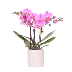 Kolibri-Orchideen | Dunkelrosa Orchidee Frederikstad + Lavendelfarbener Blumentopf – Topfgröße Ø 9 cm | Blühende Zimmerpflanze – frisch vom Züchter