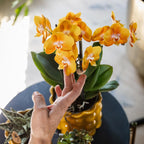 Kolibri Orchids | oranje gouden Phalaenopsis orchidee potmaat Ø12cm | Jewel Las Vegas | bloeiende kamerplant - vers van de kweker