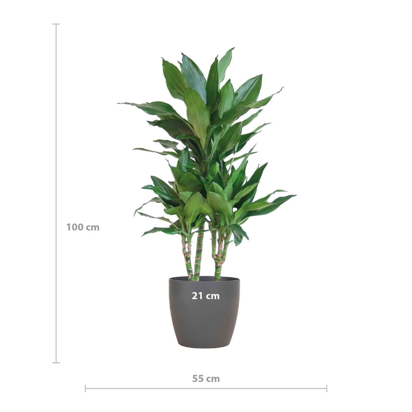 Dracaena  Janet Lindt met Viber grijs - 95cm - Ø21