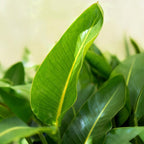 Green BoutiQ - Kamerplanten - Strelitzia Nicolai - Paradijsvogelbloem - Weinig onderhoud - Groen - 1 Plant - met Potter Grijs - Pot 21cm - Hoogte 110-120cm