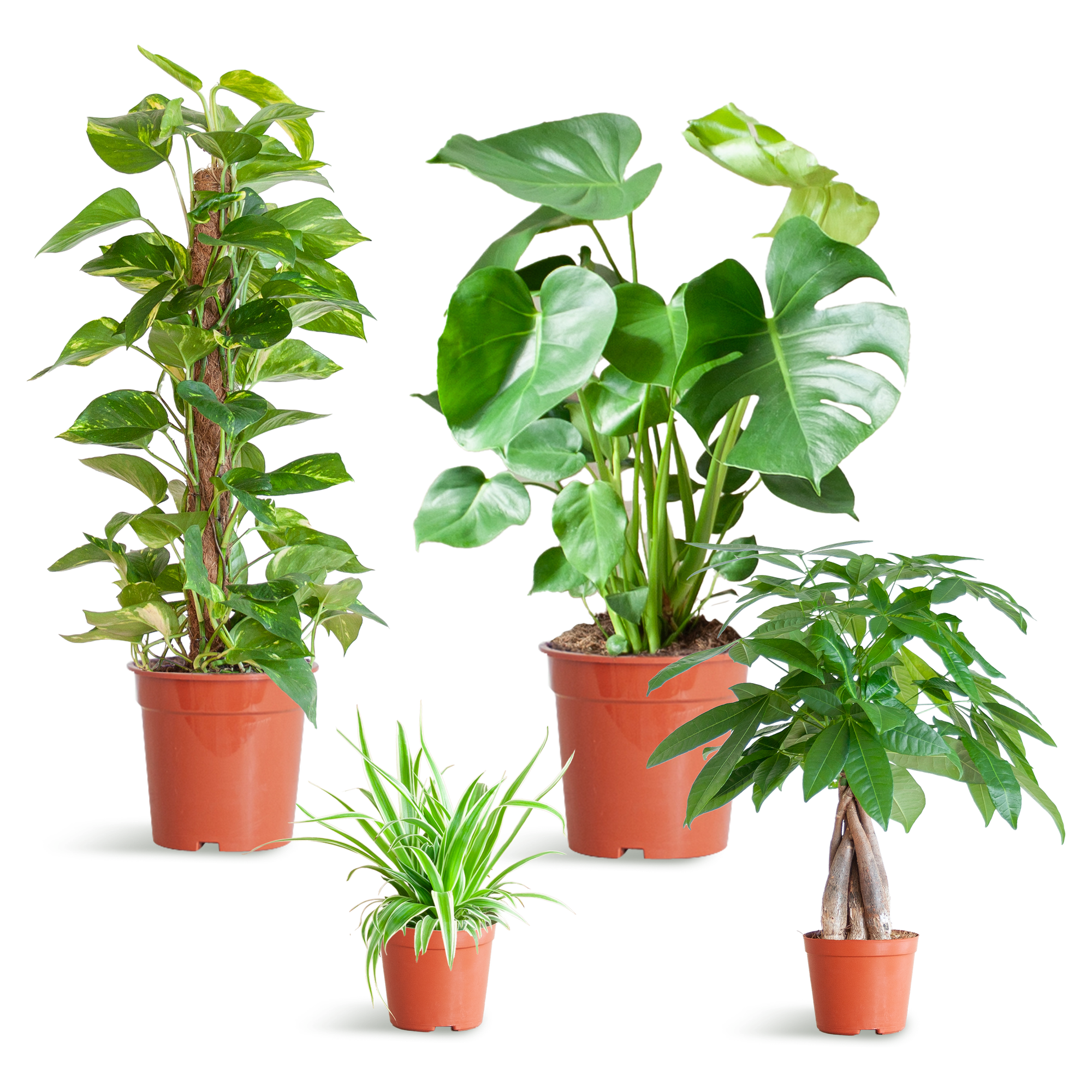 Easy care Plantenbox - medium - zonder sierpot