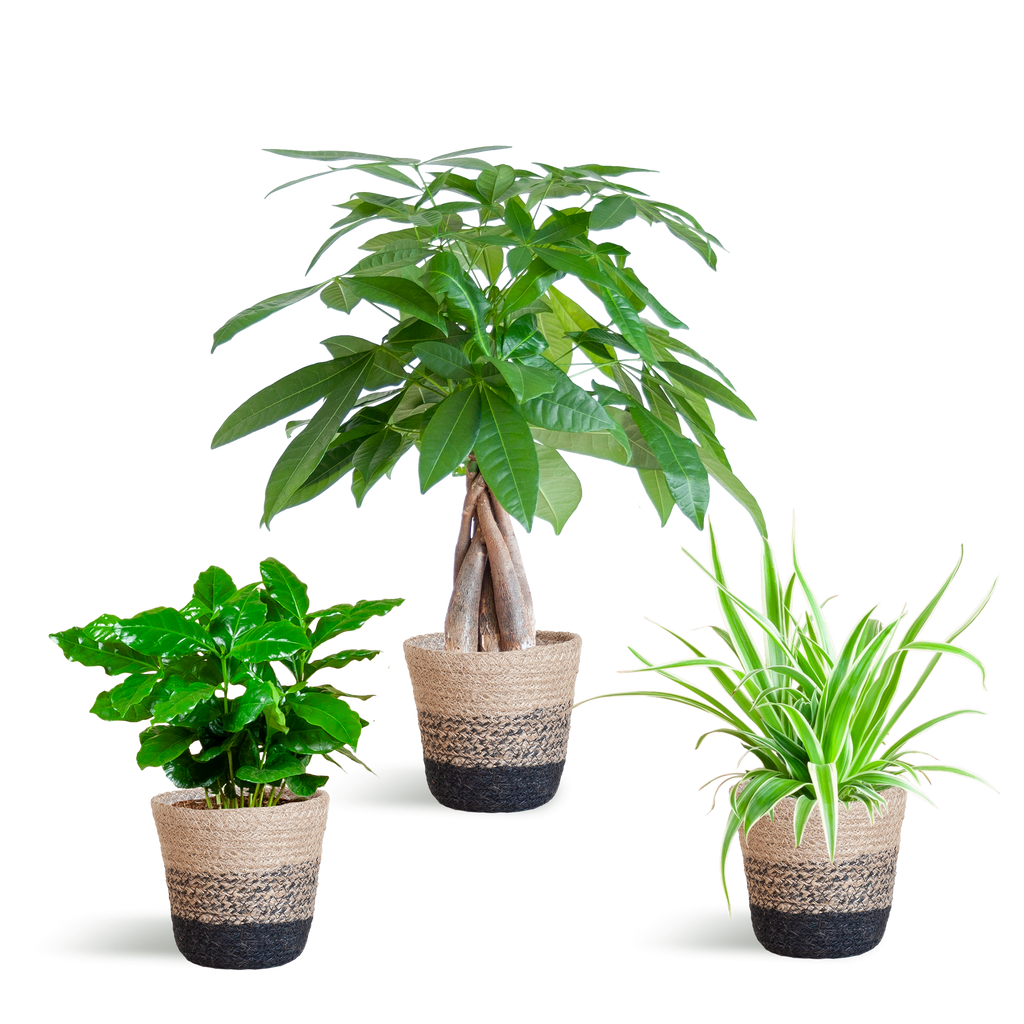 Diervriendelijke Plantenbox - klein - met Mand Lissabon zwart - Ø12