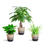 Diervriendelijke Plantenbox - klein - met Mand Lissabon zwart - Ø12