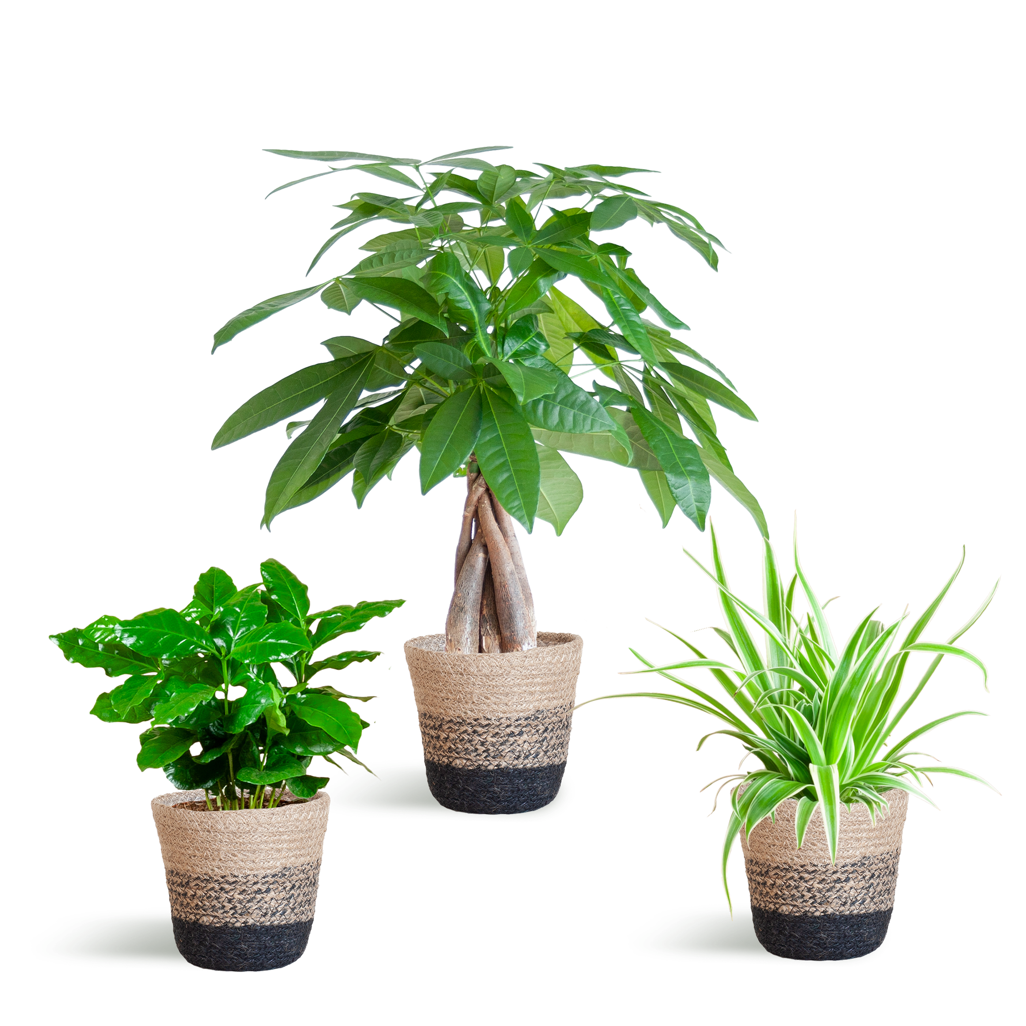 Diervriendelijke Plantenbox - klein - met Mand Lissabon zwart - Ø12