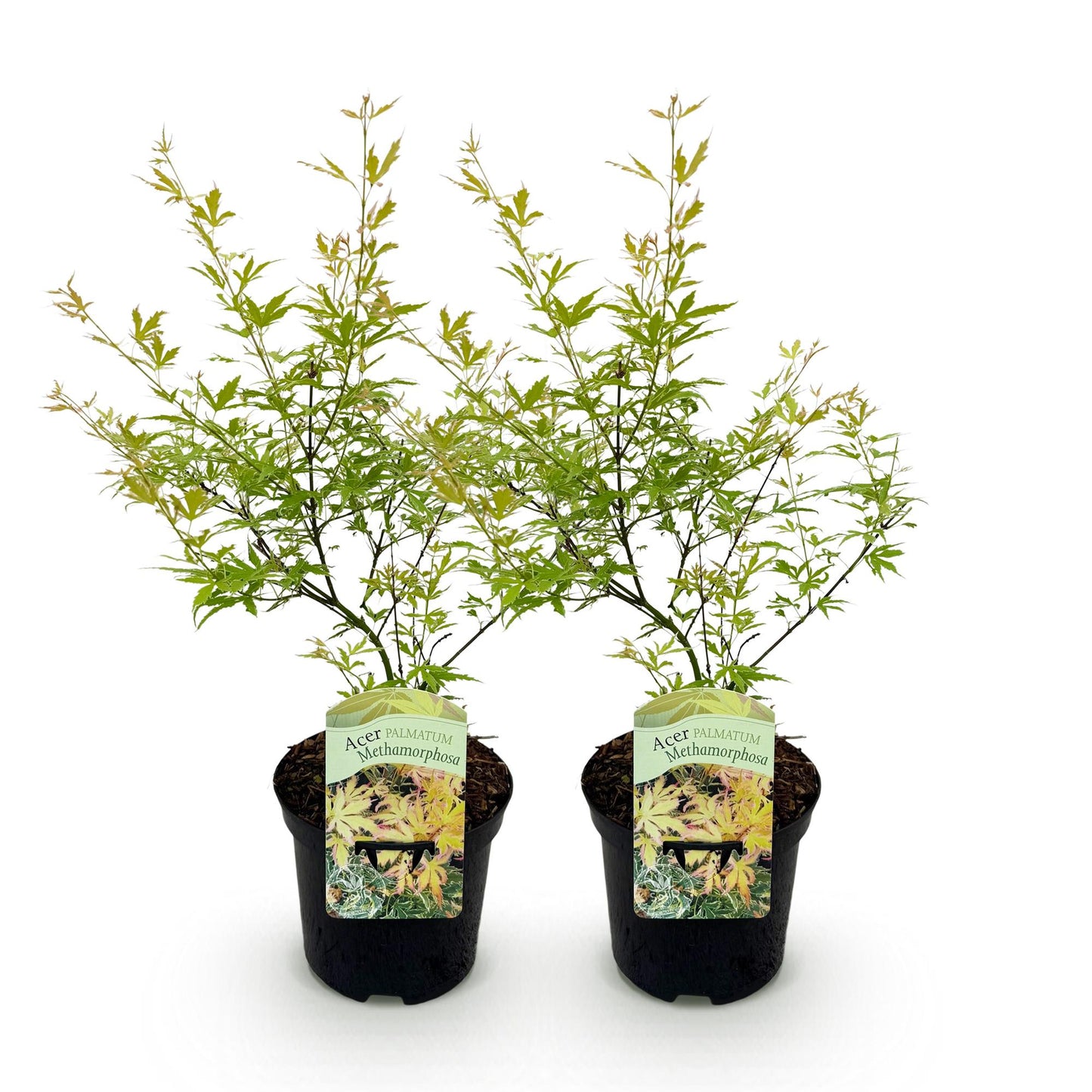 Green boutiQ – Terrassenpflanze – Japanischer Ahorn – Acer palmatum Methamorphosa – Grün – 2 Pflanzen – Laubabwerfend – Topf 19 cm, Höhe 70 cm