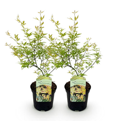 Green boutiQ – Terrassenpflanze – Japanischer Ahorn – Acer palmatum Methamorphosa – Grün – 2 Pflanzen – Laubabwerfend – Topf 19 cm, Höhe 70 cm
