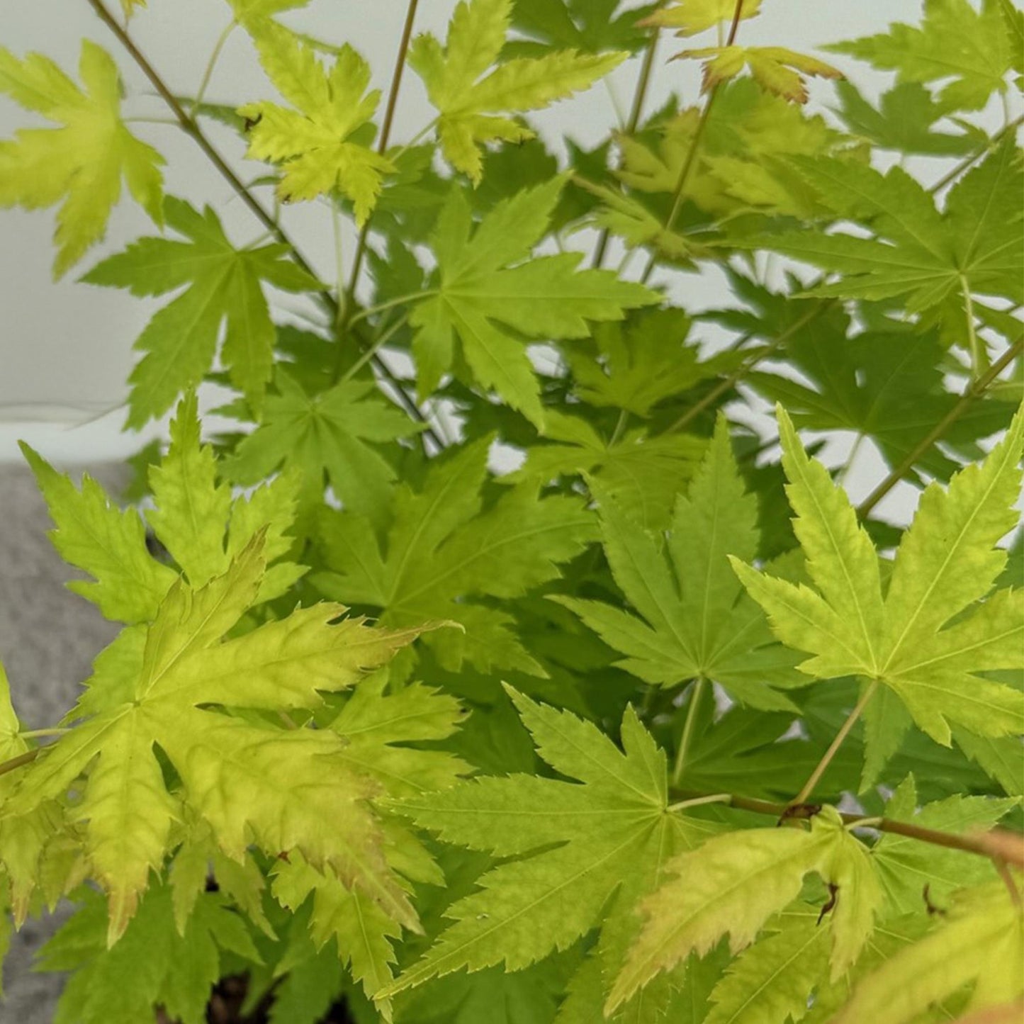Green boutiQ – Terrassenpflanze – Japanischer Ahorn – Acer palmatum Orange Dream – Orange – 2 Pflanzen – Laubabwerfend – Topf 19 cm, Höhe 70 cm