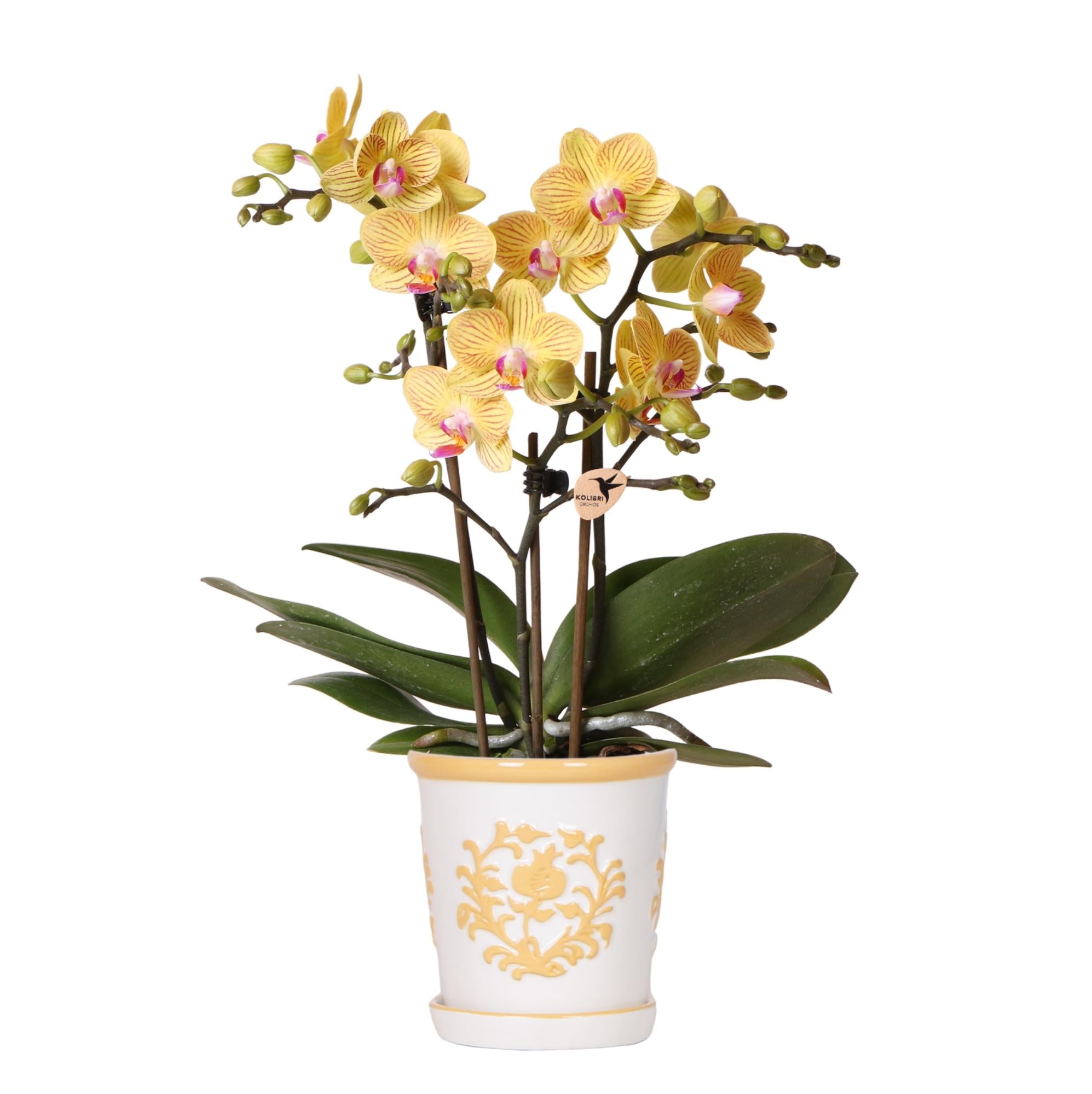 Orchidée colibri | Orchidée jaune Lima + Malaga en pot décoratif orange clair - diamètre du pot : 9 cm | Plante d'intérieur fleurie - Directement du producteur