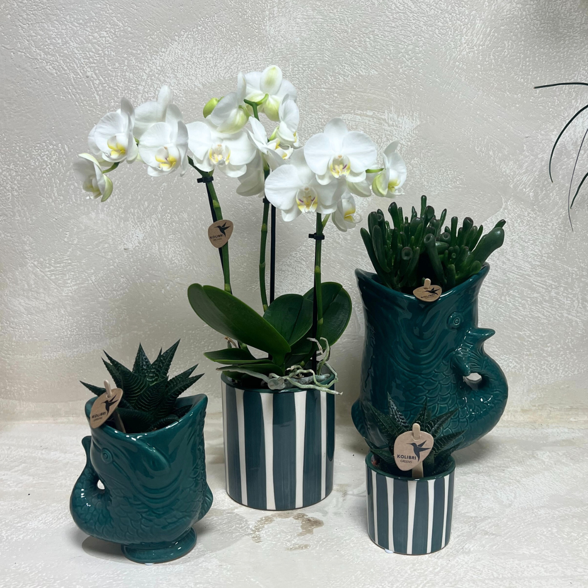Hummingbird Orchids | Set of white Amabilis orchids and succulents in ceramic pots - pot sizes Ø9cm &amp; Ø6cm | flowering houseplant - fresh from the grower