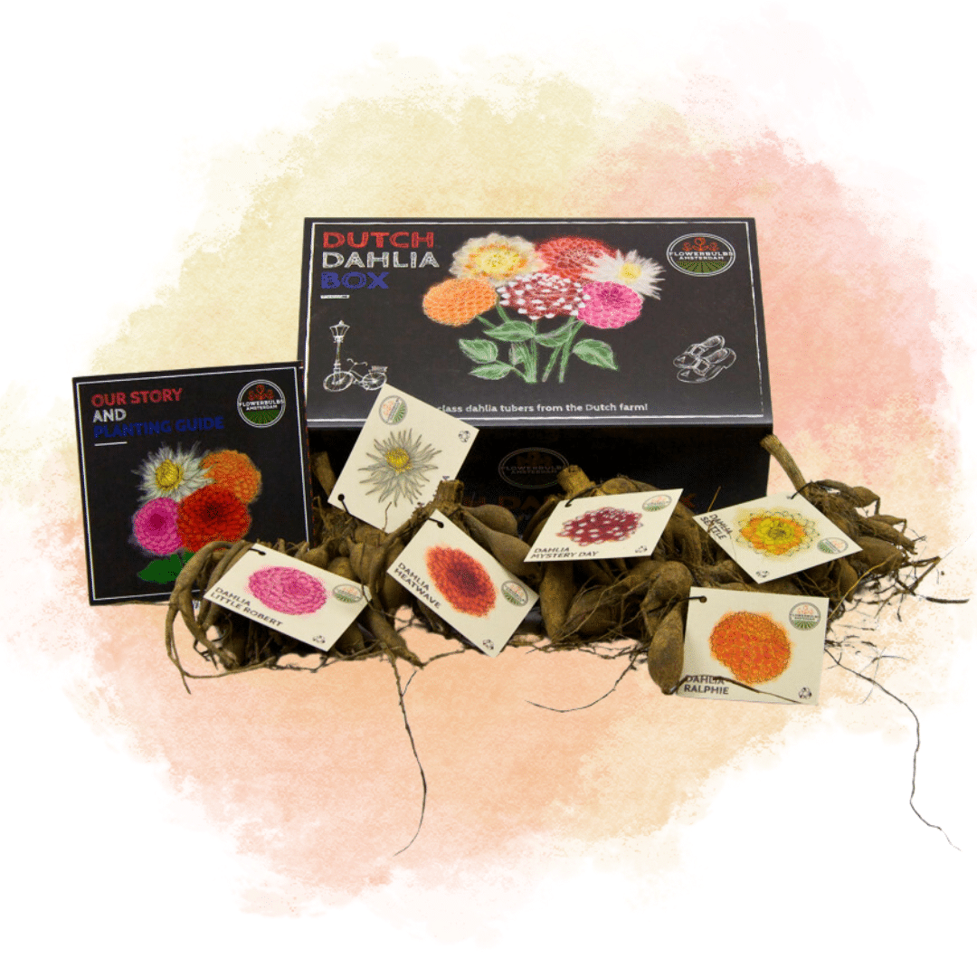 Flowerbulbs Amsterdam - Luxe Box Large, set van 6 Dutch dahlia's