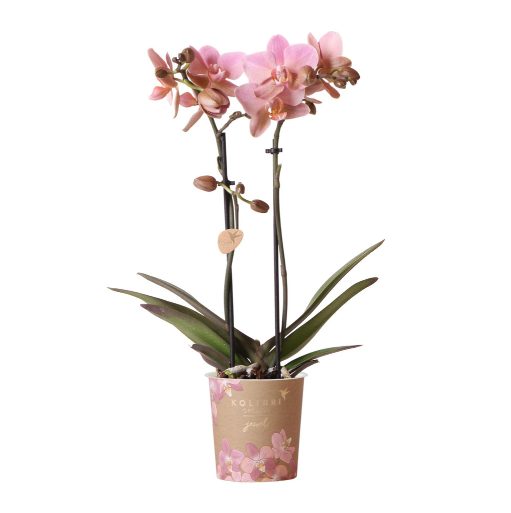 Kolibri Orchids | oudroze Phalaenopsis orchidee - Jewel Treviso - potmaat Ø9cm | bloeiende kamerplant - vers van de kweker