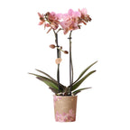 Kolibri Orchids | oudroze Phalaenopsis orchidee - Jewel Treviso - potmaat Ø9cm | bloeiende kamerplant - vers van de kweker