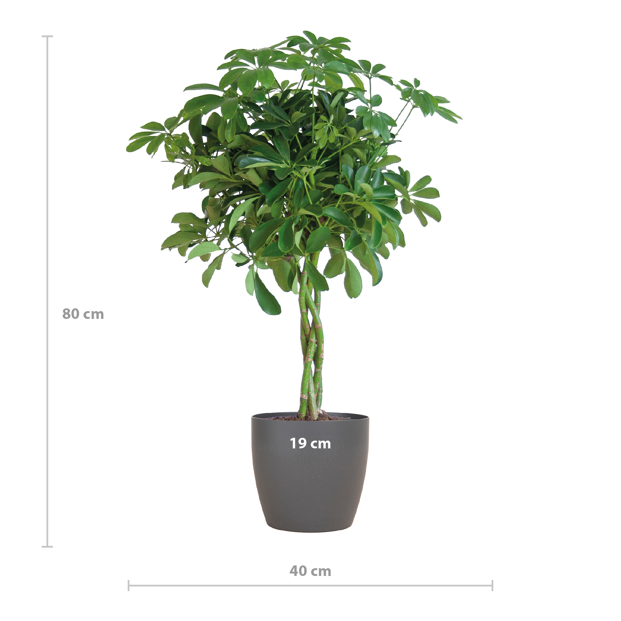 Schefflera Arab Nora met Viber grijs - 70cm - Ø21
