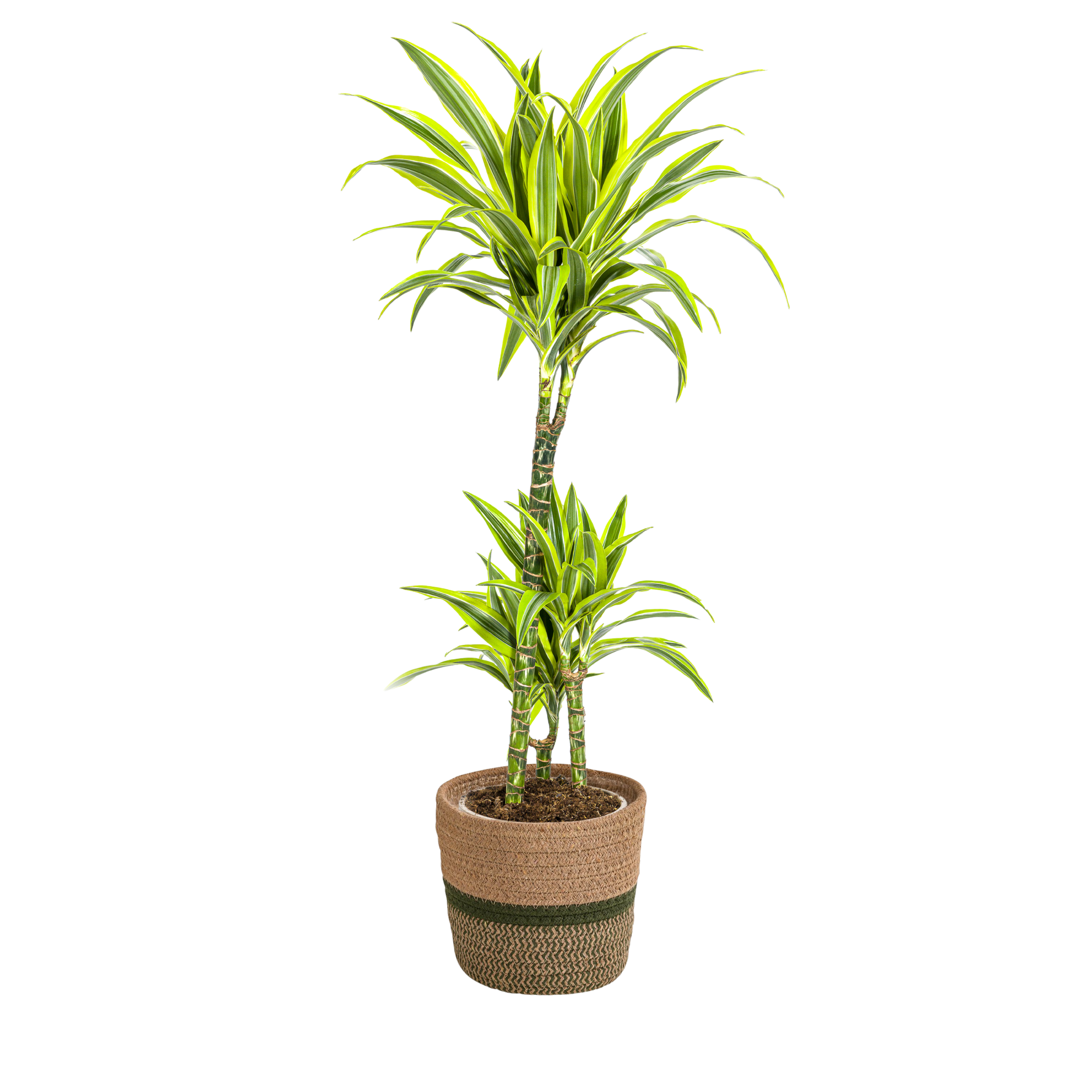 Dracaena Deremensis Lemon Lime met mand Ø21cm - ↕90 - 110cm