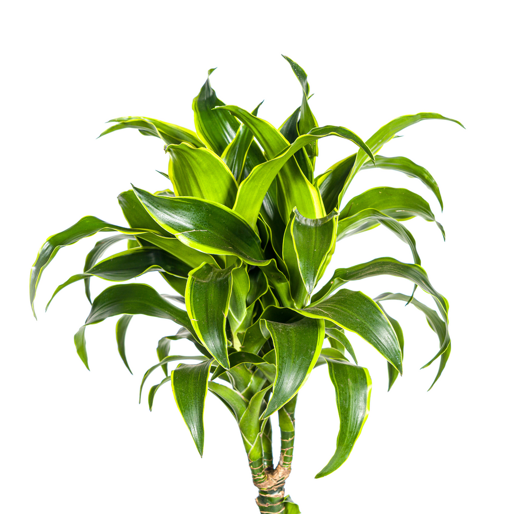 Dracaena Deremensis Dorado met mand Ø24cm - ↕120 - 140cm