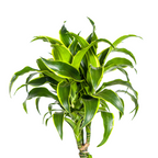 Dracaena Deremensis Dorado met mand Ø24cm - ↕120 - 140cm