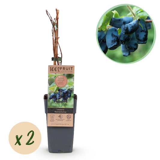 Green boutiQ - Obstpflanze - Honigbeere - Lonicera caerulea Kamchatika - Heidelbeere - 2 Pflanzen - Topf 15cm Höhe 50cm