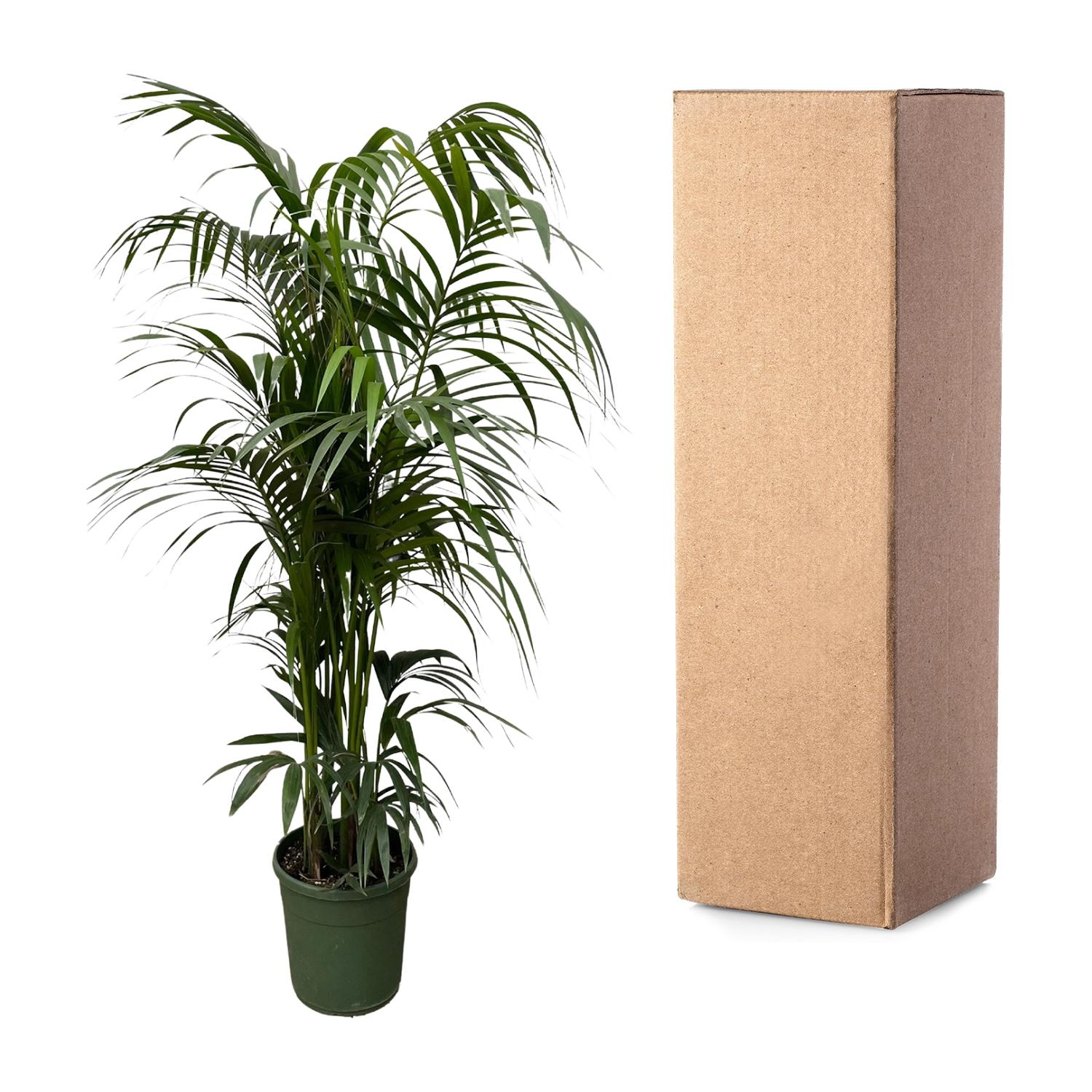 Kentia palm - 220 cm - ø38