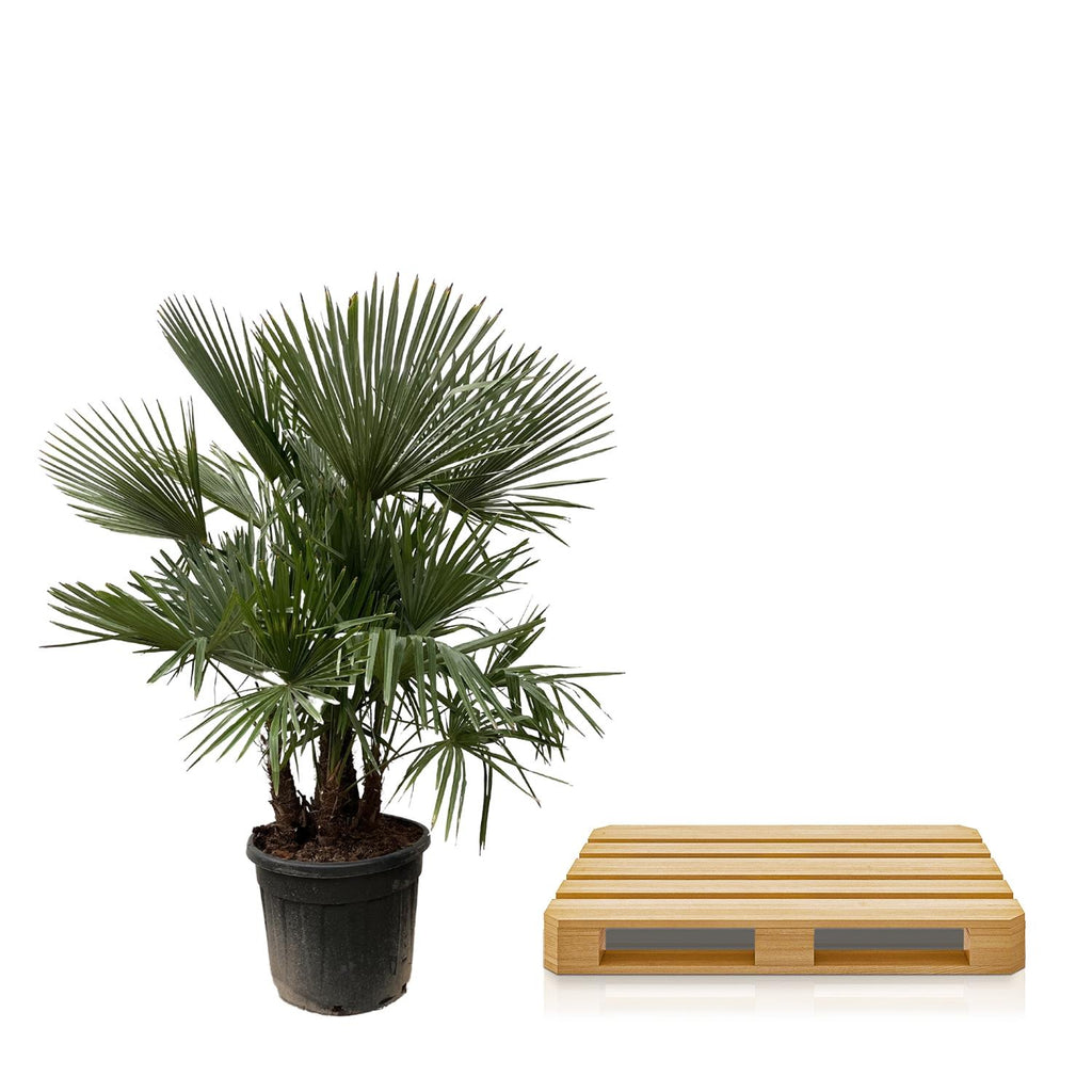 Trachycarpus mit mehreren Stämmen – 230 cm – Ø50