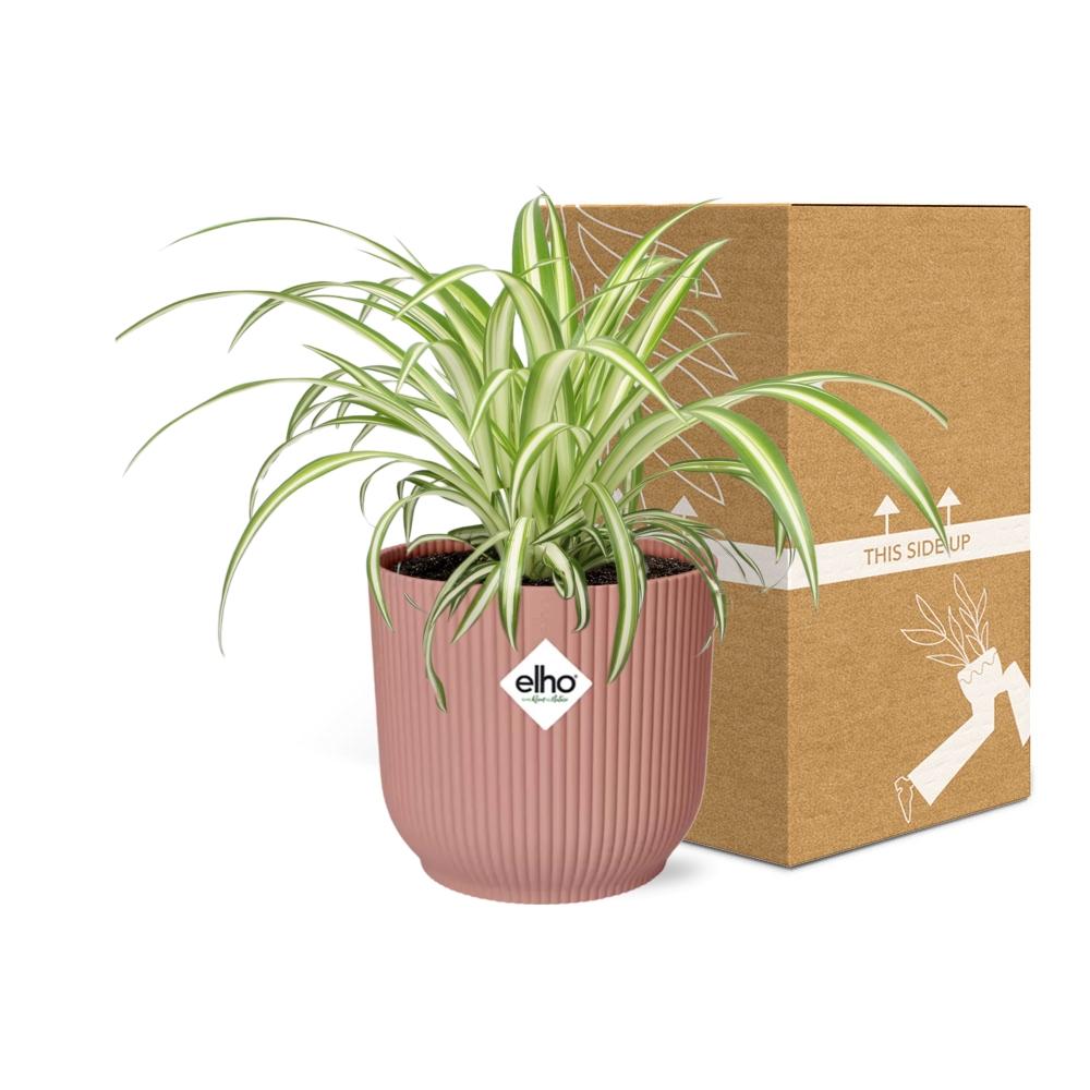 Chlorophytum Comosum Variegatum in ELHO Vibes Fold 14cm rosa