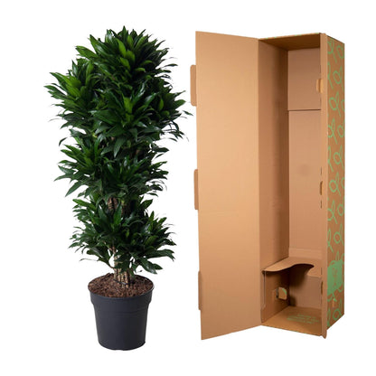 Dracaena Compacta verzweigt - 140 cm - ø31